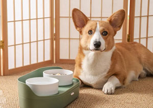 Consumer spending on pet products in the United States has increased instead of
